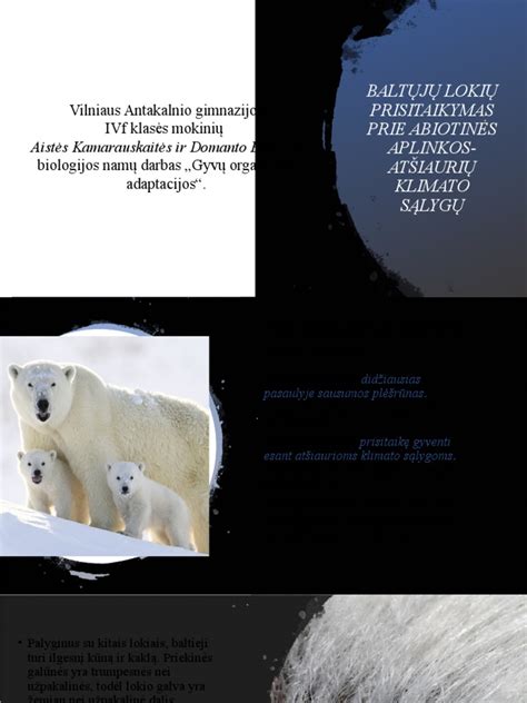 Baltųjų lokių jaunikliai sniego urve