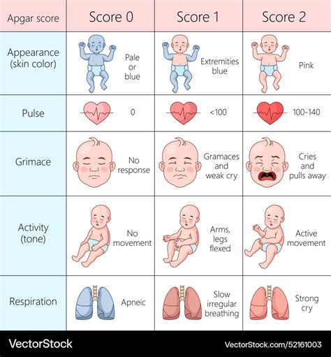 Apgar skalės vertinimo schema