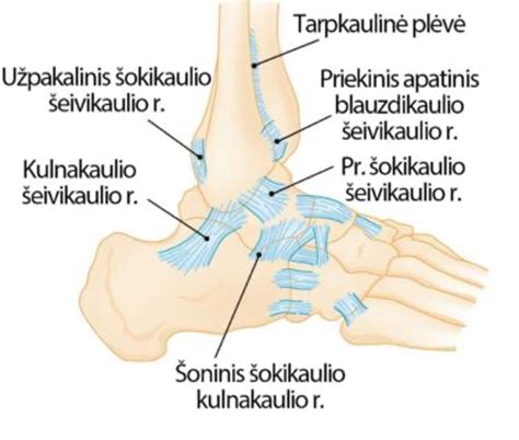 Pėdos ir čiurnos sąnarių diagrama