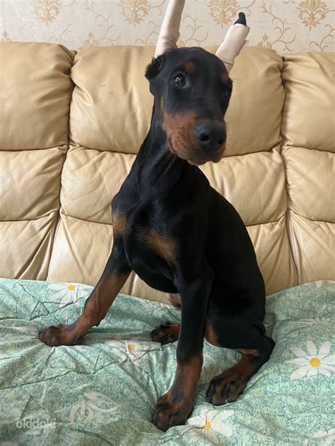 Išsekęs dobermanas Ramzis prieglaudoje
