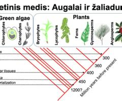 Evelinos vardo kilmės medis