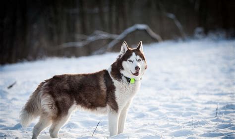 Haskis laukia šuniukų