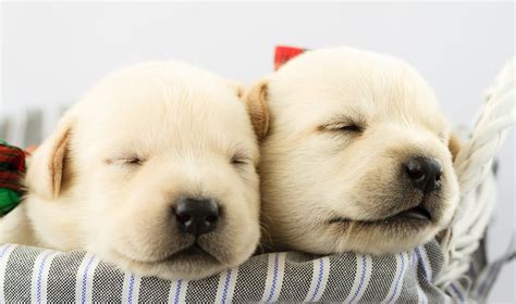 Naujagimiai haskių šuniukai