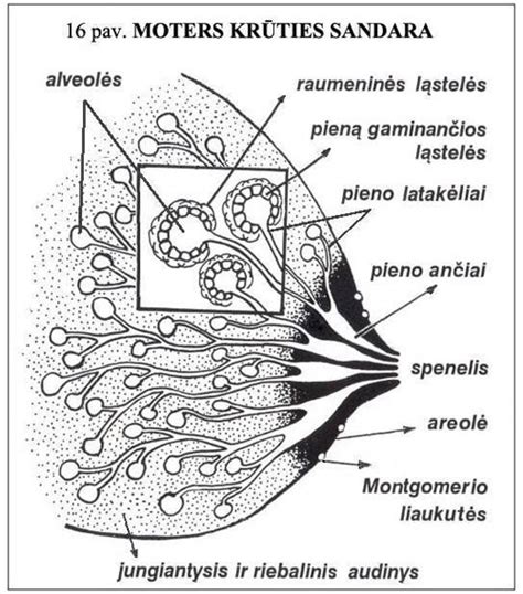 Krūties anatomija ir implantų padėtis