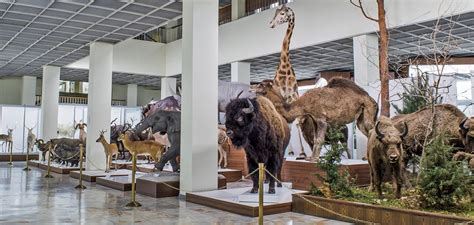 Tado Ivanausko zoologijos muziejus