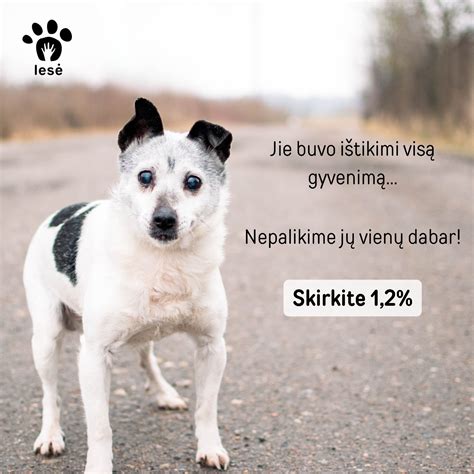 Savanoriai rūpinasi gyvūnais prieglaudoje