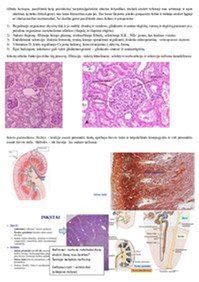 Shema inksto anatomijos