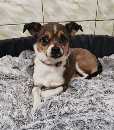 Beglobis šuo prieglaudoje