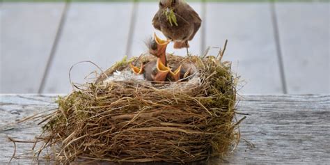 Paukščių jauniklis ant žemės