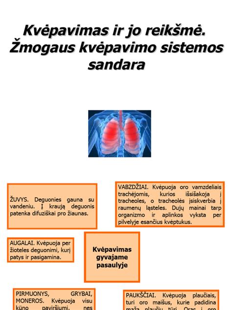 Schematinis gimdymo takų vaizdas