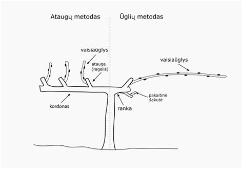 vynuogių genėjimo schema