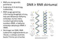 DNR struktūra ir genetinės informacijos kodavimas