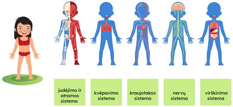 kraujo tyrimų schema vaikams