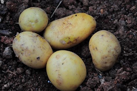 Bulvių auginimo laukas arba kiaušiniai su bulvėmis įvairiose kultūrose