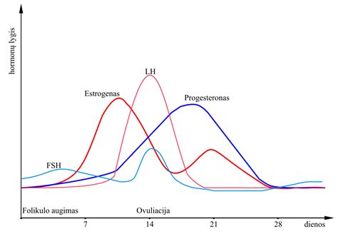 Moterų menstruacinio ciklo fazės ir hormonų pokyčių schema