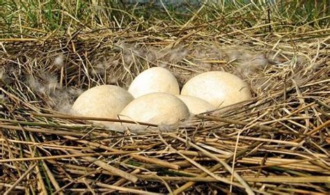 Laukinių ančių kiaušiniai lizde