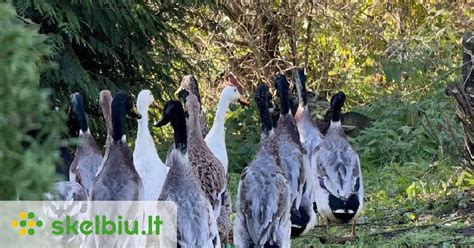 Indijos bėgikės antys