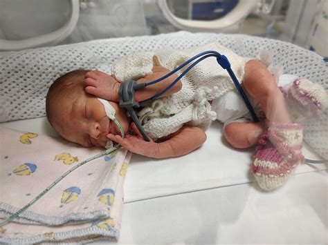 Inkubatoriuje gulintis ankstukas