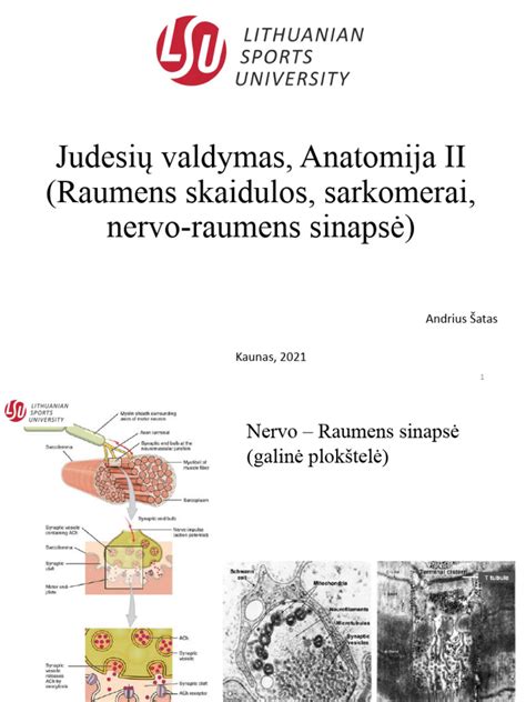 Raumenų palaikymo schema