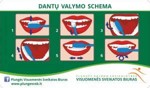 pirmųjų krūminių dantų valymo schema