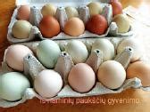 Įvairūs kiaušinių be lukšto pateikimo variantai
