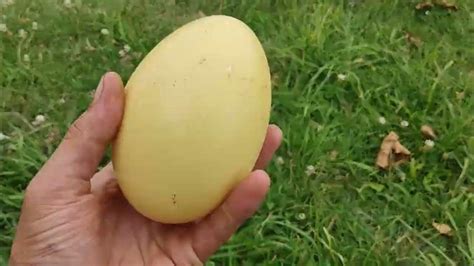 Meniškai raižytas stručio kiaušinis