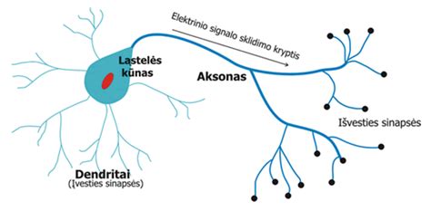 Neuronų tinklas ir sinapsių veikimas
