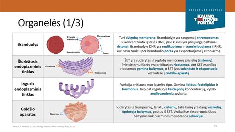 Gerklės sandaros schema su tonzilėmis