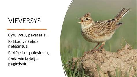 Miesto paukščiai ir jų balsų aprašymai