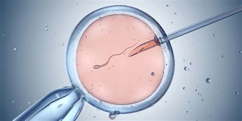IVF procedūros eigos schema laboratorijoje