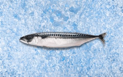 Riebi žuvis (lašiša, skumbrė) ant ledo su citrinomis