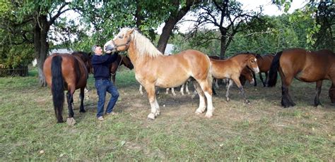 Arklių banda ganykloje