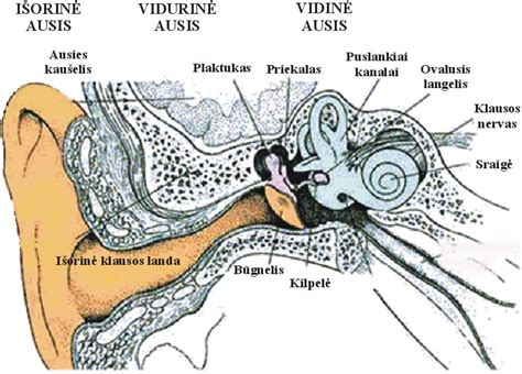 Vaikų ausies sandara ir klausos procesas