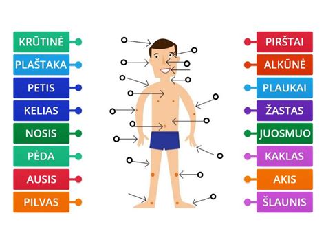Žmogaus kūno schematinis atvaizdavimas su sielos, jausmų ir proto padėtimi