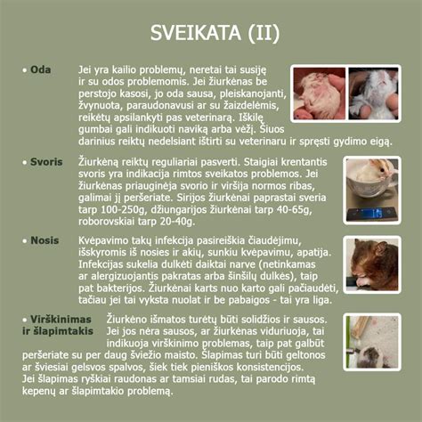 Schema su skirtingais nėštumo nutraukimo metodais ir jų taikymo terminais