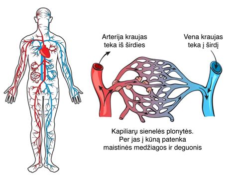 skydliaukės schema žmogaus kūne