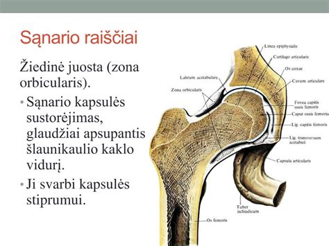 anatomijos schema: klubo sąnarys