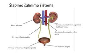 Nėščiosios šlapimo sistema