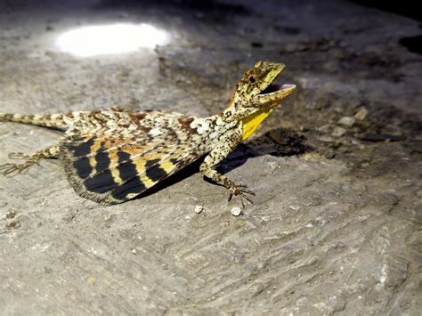 Skraidantis drakonas (Draco volans) ir kiti unikalūs Australijos gyvūnai