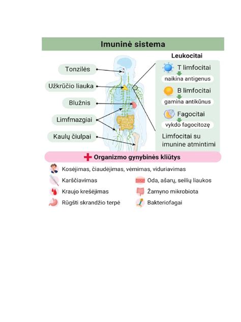 schema: žmogaus žarnyno mikrobiotos funkcijos ir ryšys su imunine sistema