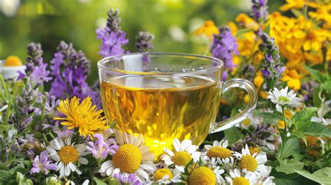 Žolelės, kurių nerekomenduojama vartoti nėštumo metu