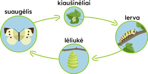 Smegenų vystymosi schema