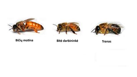 bičių šeima ant korių