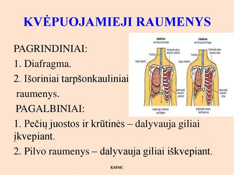 Naujagimio kvėpavimo sistemos anatomija