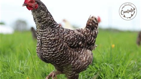 Laimingos vištos laisvėje