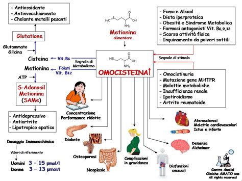 Bilirubino metabolizmo schema