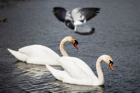 Gulbės nebylės portretas su išryškintu snapu ir juodu gumbu
