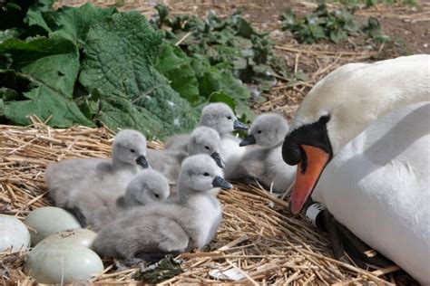 Gulbės nebylės lizdas nendrėse su kiaušiniais