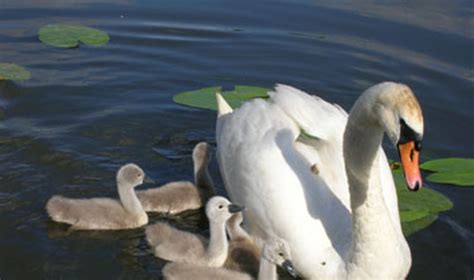 Gulbių nebylių šeima su jaunikliais