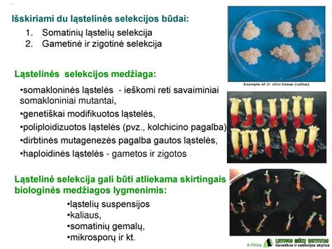 Teisingo antibiotikų suspensijos paruošimo ir dozavimo taisyklės